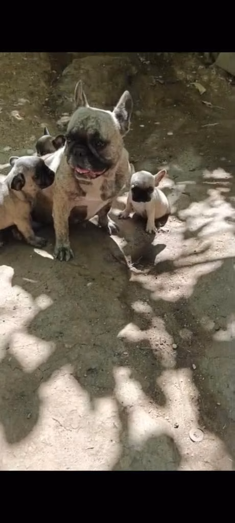bulldog frances