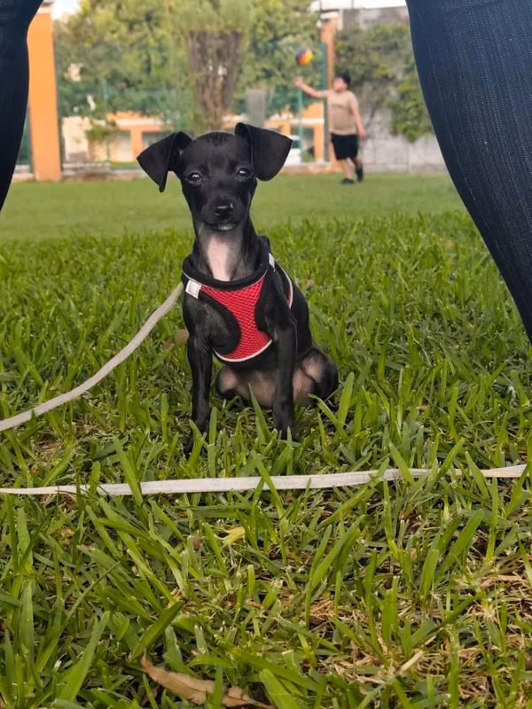 Perrita chihuahua