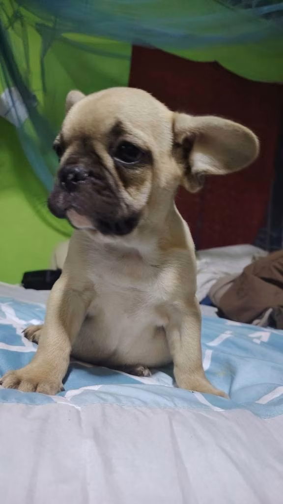 Bulldog francés