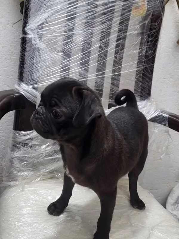 Vendo lindo pug