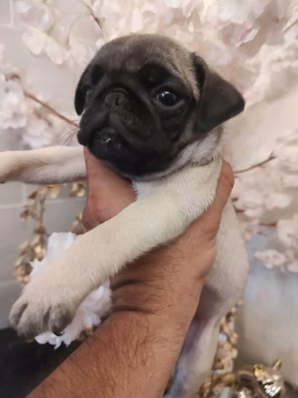 PUG HEMBRA