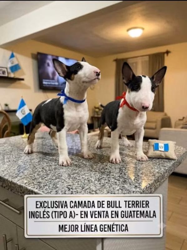 Bullterrier ingles
