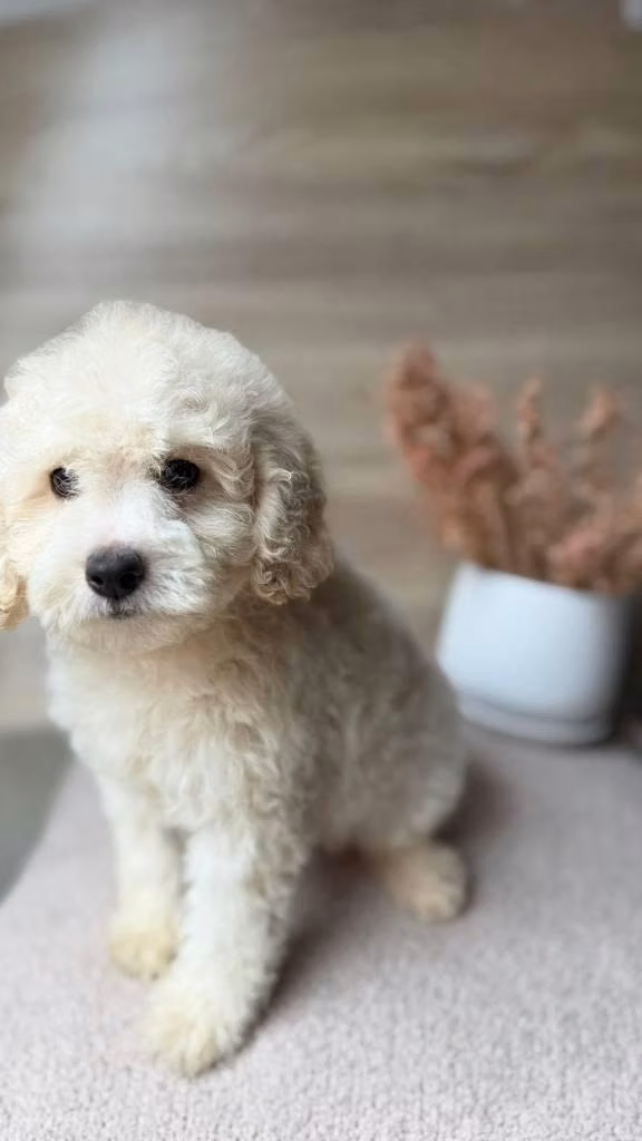 French poodle hembra