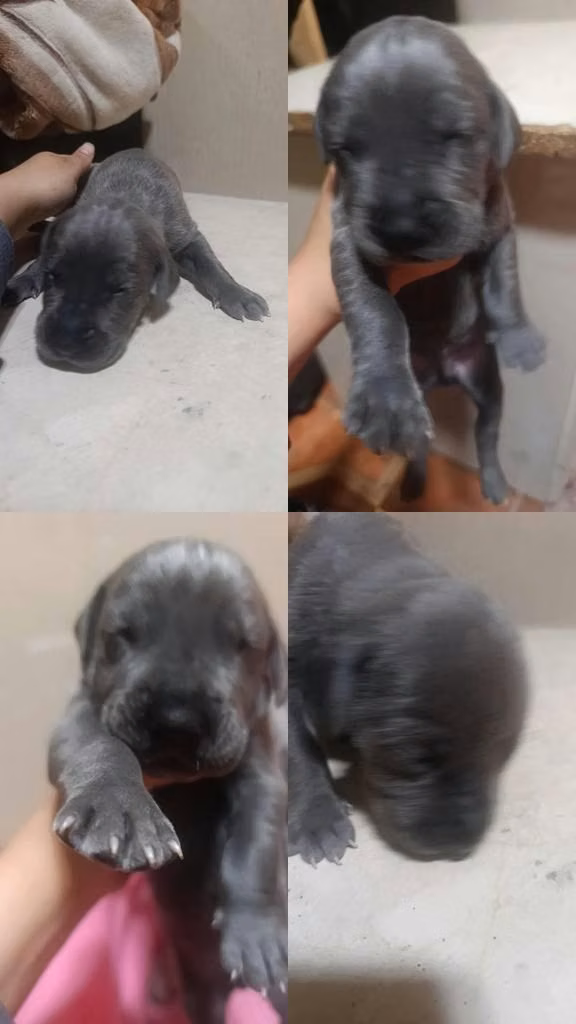 Gran Danes