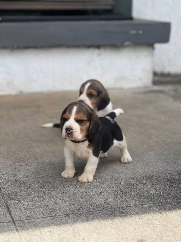 Beagles