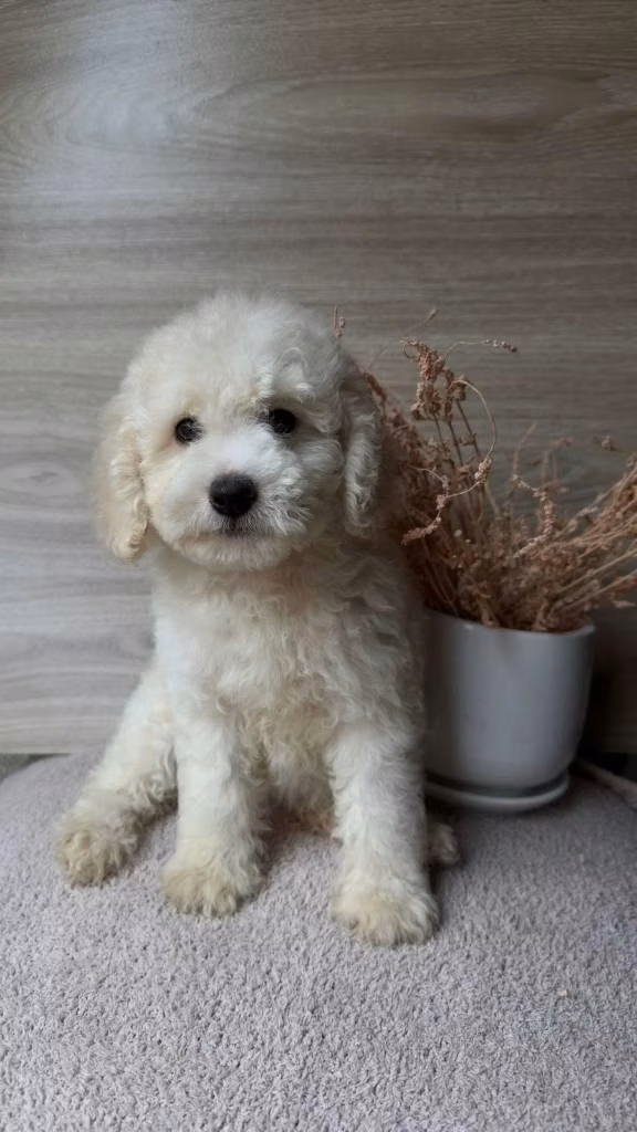French poodle hembra