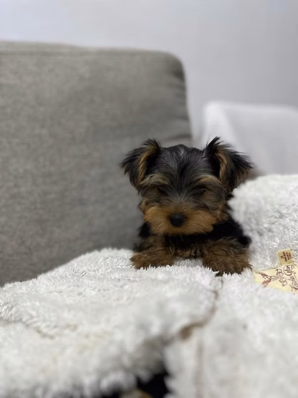Yorkie pequeño