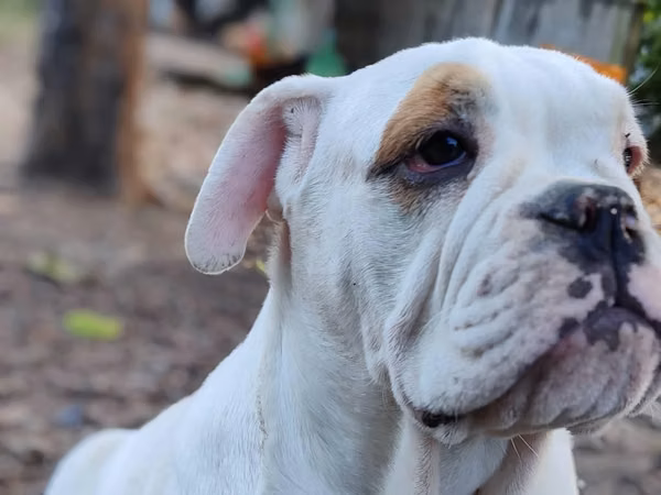 Bulldog Inglés