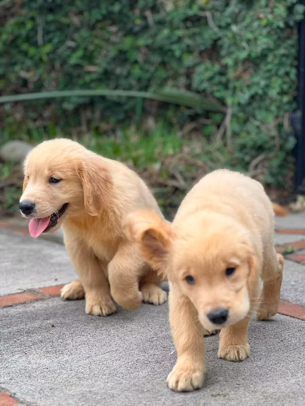 Golden retriever