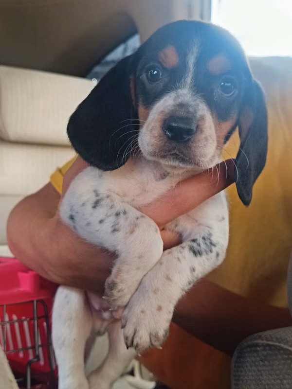 Beagle tricolor