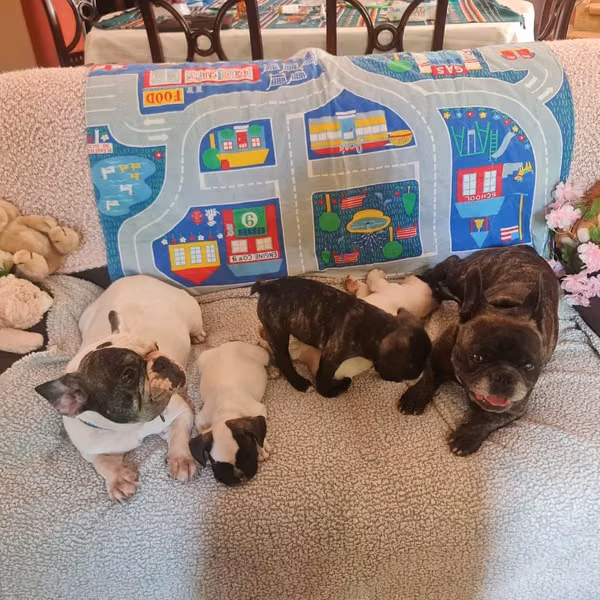 Bulldog Frances