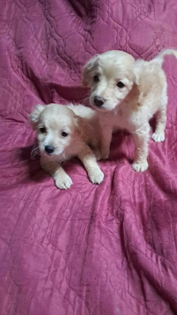 Cocker spaniel