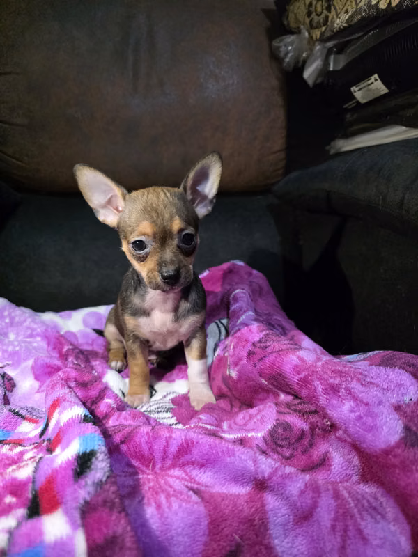 Chihuahuas