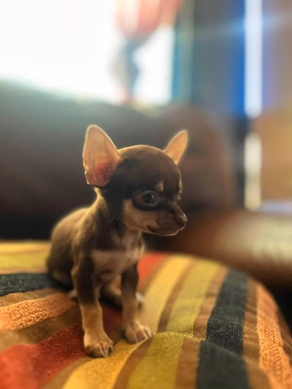 Chihuahuas