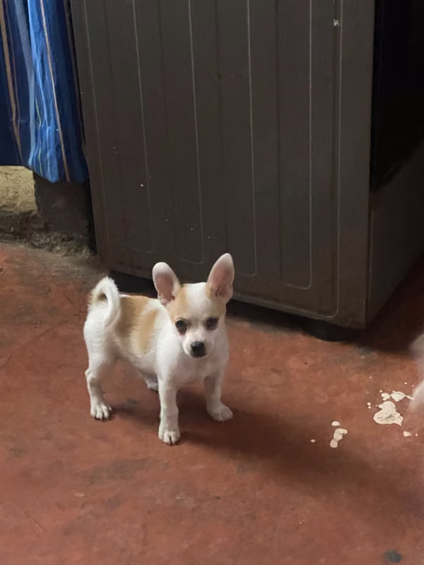 Chihuahuas