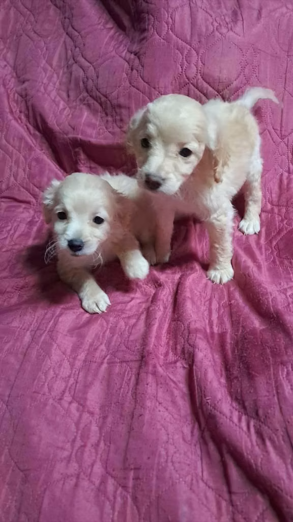 Cocker spaniel