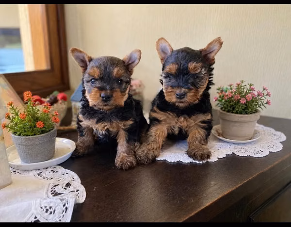 Yorkies