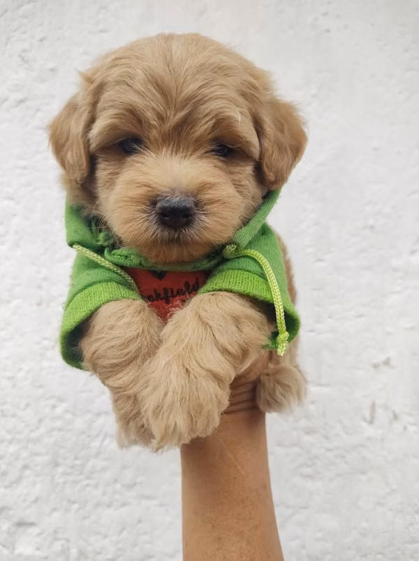 Cachorros Frenchs Maltipoo