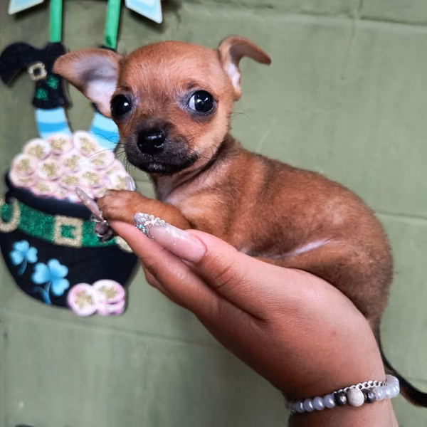 Chihuahua de bolsillo
