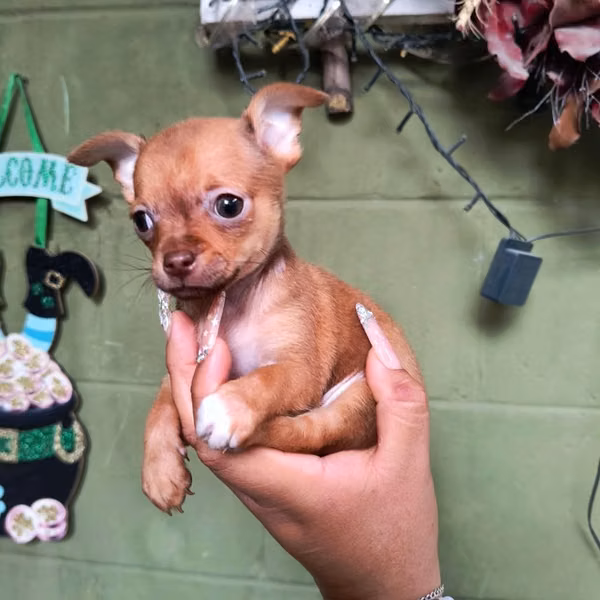Chihuahua de bolsillo