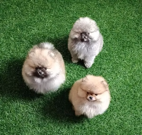 SPITZ ENANO POMERANIA