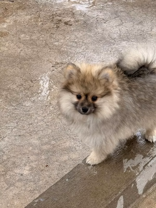 Pomerania macho