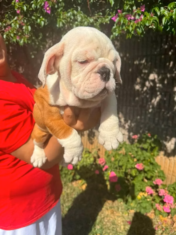 Bulldog ingles