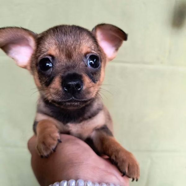Chihuahua de bolsillo