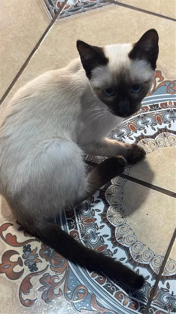Linda gatita hembra siames de 3 meses
