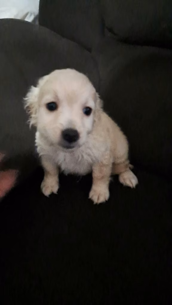 Cocker spaniel