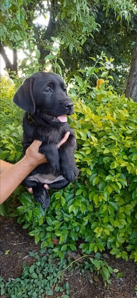 Labrador Retriever chocolate Pedigree