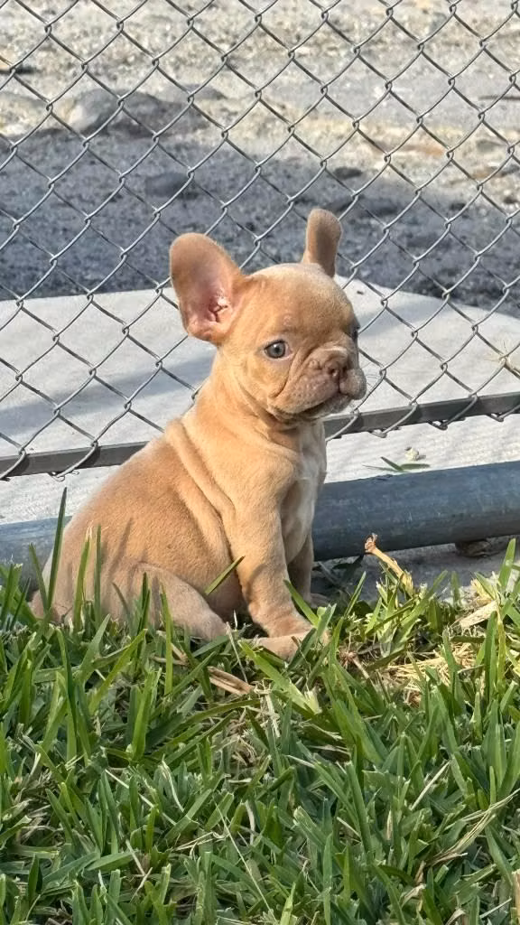 Bulldog frances