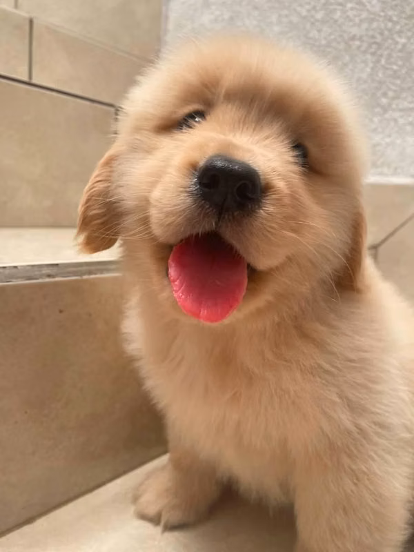 Golden Retriever pedigre A Guapo cachorro Macho