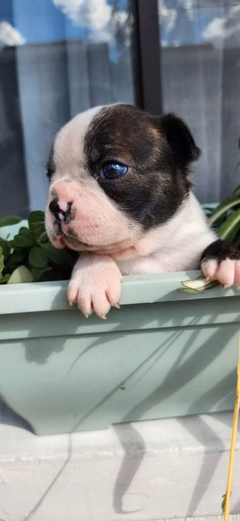 Boston Terrier