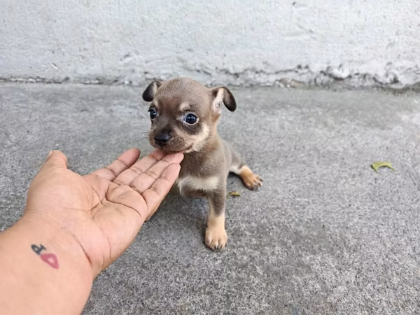 Hermoso chihuahua