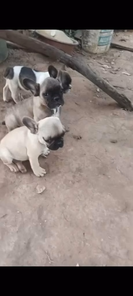 bulldog frances machos