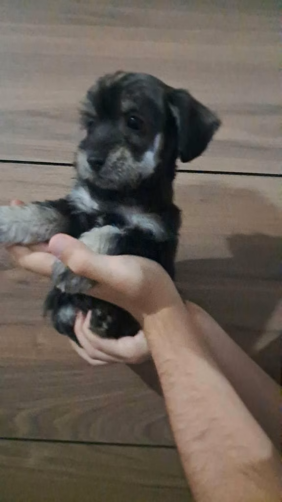 Schnauzer miny
