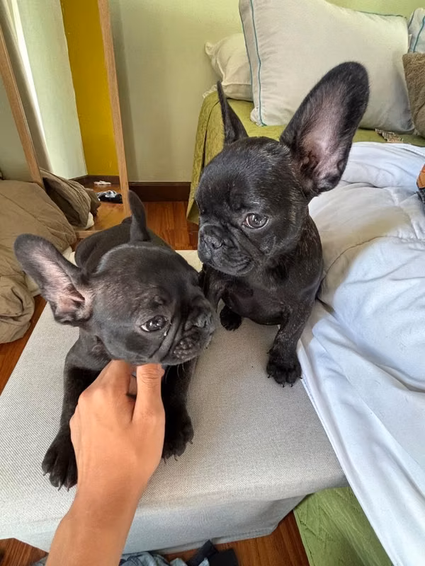 Bulldog francés