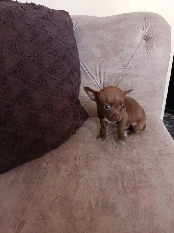 Chihuahua mini