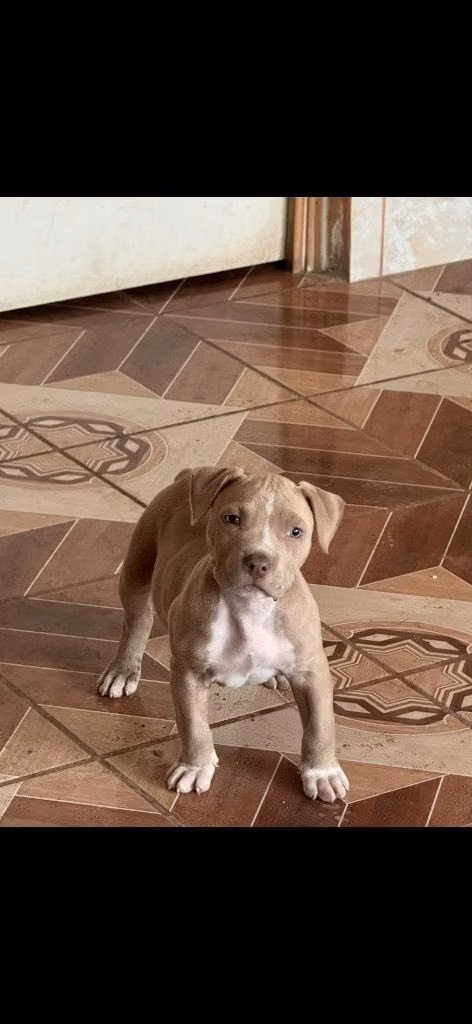 Se vende american bully estándar macho de 2 meses y medio