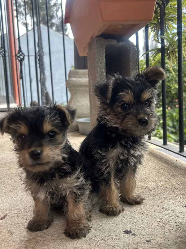 Yorkie Terrier, hembra y macho
