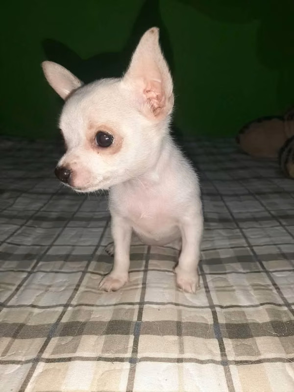 Chihuahua cabeza de manzana