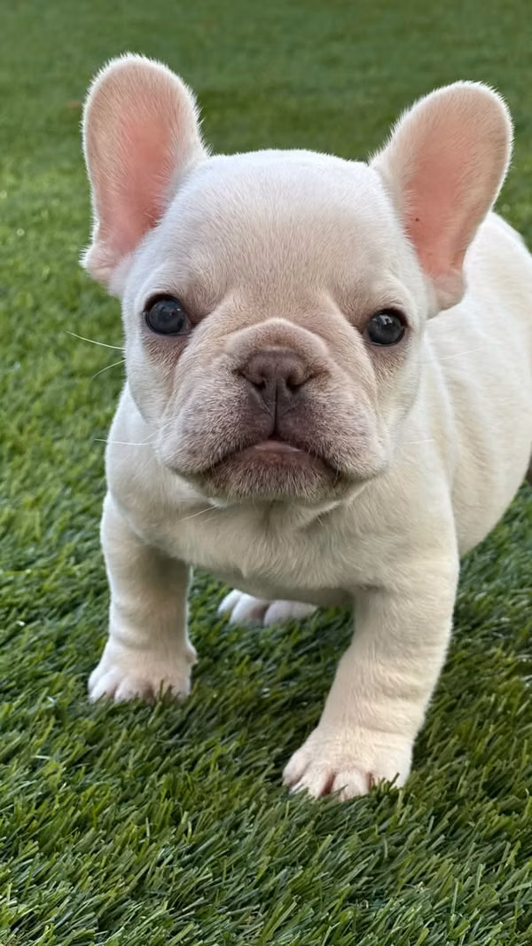 Bulldog francés 