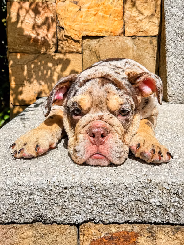 Bulldog Ingles