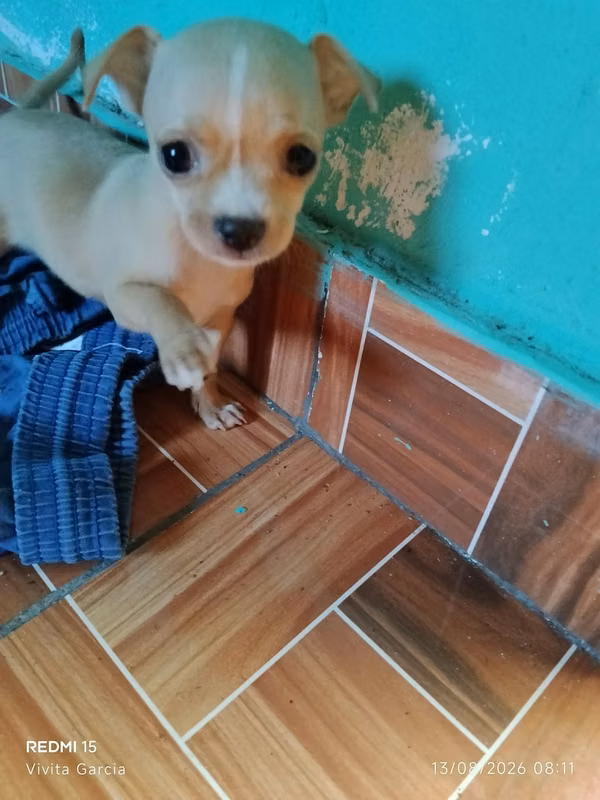 Vendo chihuahua 
