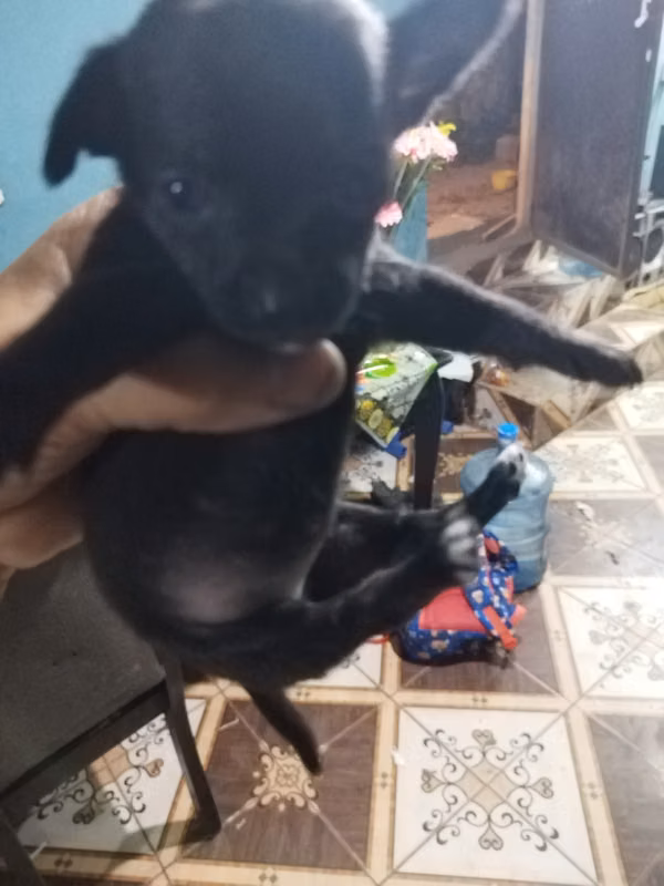 Chihuahuas de mes y medio de dead 