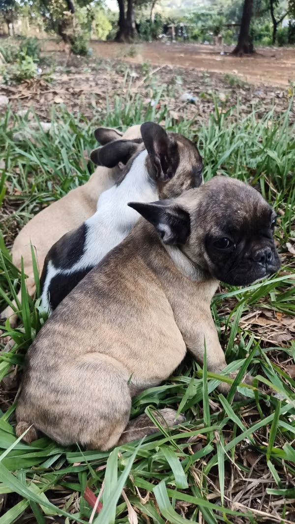 bulldog frances machos
