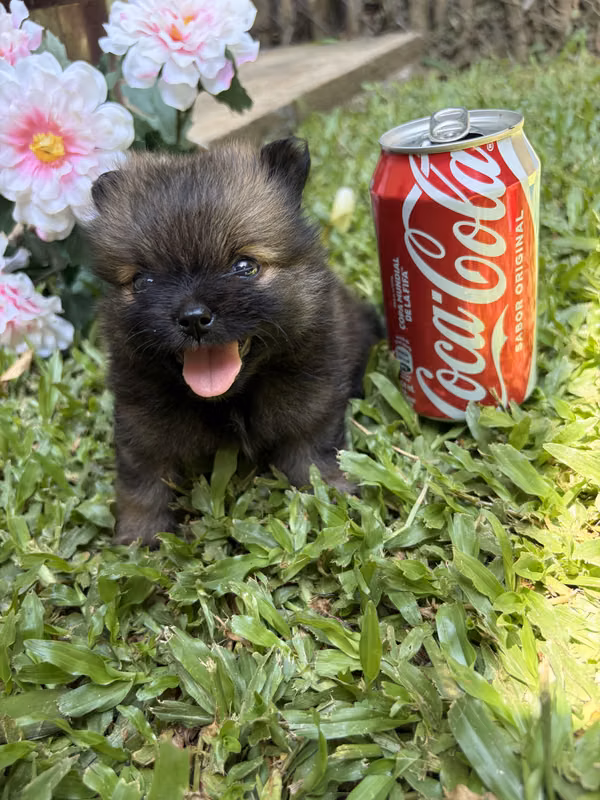 Pomerania 