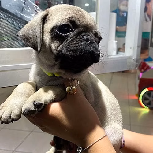 Última hembrita pug 