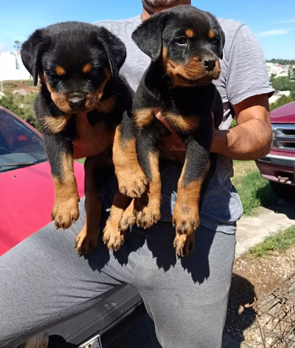 Cachorros Rottweiler pedigree A 